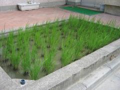 稲などを植えているビオトープ