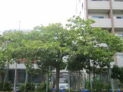 校庭の中心にそびえる桜の木