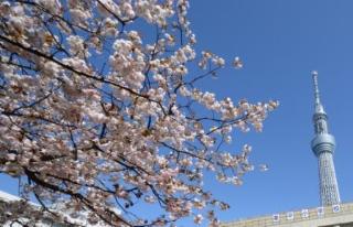 桜とスカイツリーの写真