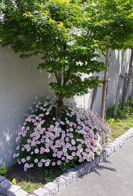 校門前の菊の花です。