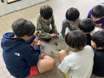 カブトムシが成虫になりました。