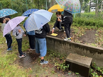 雨の中でもありの行列ができました。
